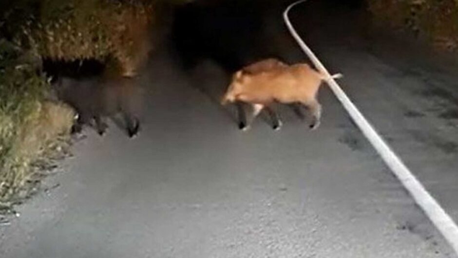 Λαμία: Τράκαρε με αγριογούρουνα και νοσηλεύεται στα επείγοντα