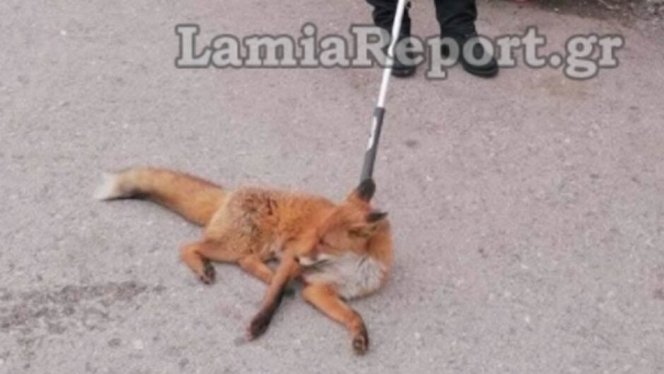 Αλεπού ταξίδεψε με το ΚΤΕΛ Βόλου – Βίντεο από την περιπέτεια της «Κυρά – Μάρως»