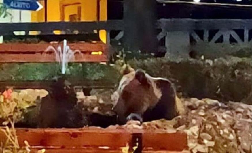 Ζευγάρι Ιταλών βγήκε στο μπαλκόνι του και είδε ότι ο «διαρρήκτης» ήταν μια καφέ αρκούδα