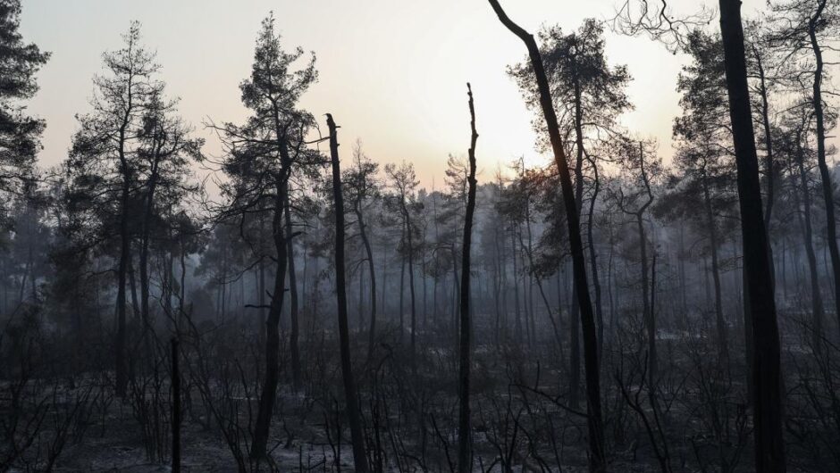 Κυβέρνηση Μητσοτάκη / Ούτε αναδασωτέα δεν έχουν κηρυχθεί ακόμη τα καμένα της Εύβοιας