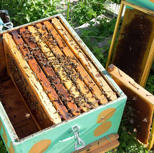 Σφίξιμο” των μελισσιών για ξεχειμώνιασμα και το …μέλι απ’ έξω