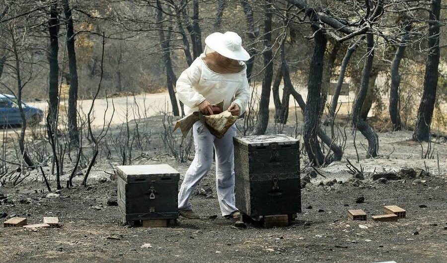 Έτσι θα στηριχτεί η μελισσοκομία ύστερα από τις πυρκαγιές του καλοκαιριού