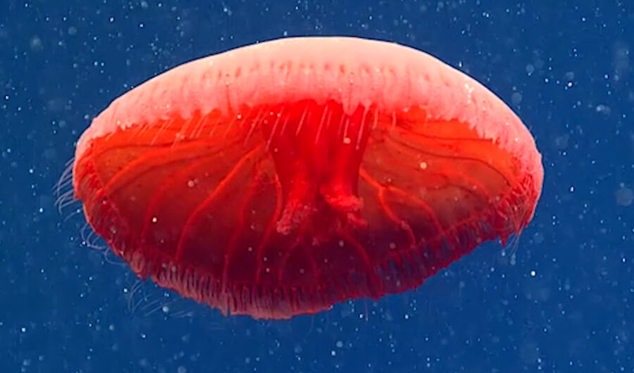 Φωτογραφίες: Αυτά είναι τα 10 πιο παράξενα πλάσματα που βρέθηκαν στο βυθό το 2021