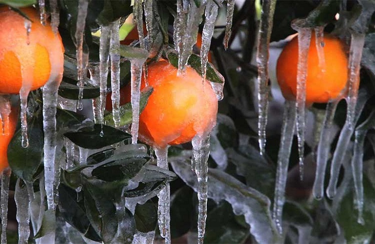 Υπερβαίνουν τα 100 εκ. οι αποζημιώσεις από τον «Παγετό-Άνοιξη 2021»