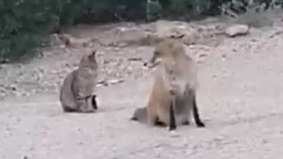 Μια παράξενη αχώριστη φιλία – Γάτα και αλεπού πηγαίνουν παντού και πάντα μαζί