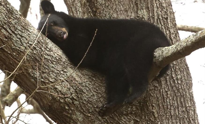 Η μαμά αρκούδα και τα μικρά της πήραν τον υπνάκο τους μεσ’ τη μέση μιας γειτονιάς στις ΗΠΑ