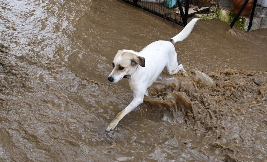 Λαμία: Ρίσκαρε τη ζωή του για να σώσει 35 σκυλιά από τις πλημμύρες