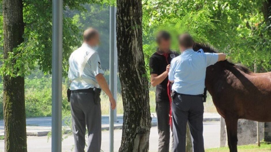 Βόλος: Άλογο βγήκε για… ψώνια στην Αναλήψεως