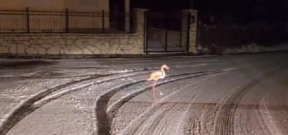 Ευρυτανία: Ένα φλαμίνγκο στα χιόνια