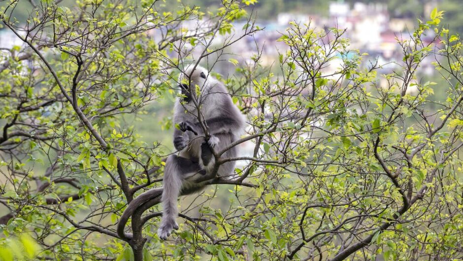 Ινδία: Συνελήφθησαν μαϊμούδες για εκδικητικούς φόνους εκατοντάδων κουταβιών