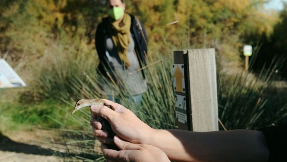 Αν αγοράσεις ένα άγριο πουλί, συμμετέχεις σε ένα παράνομο κύκλωμα