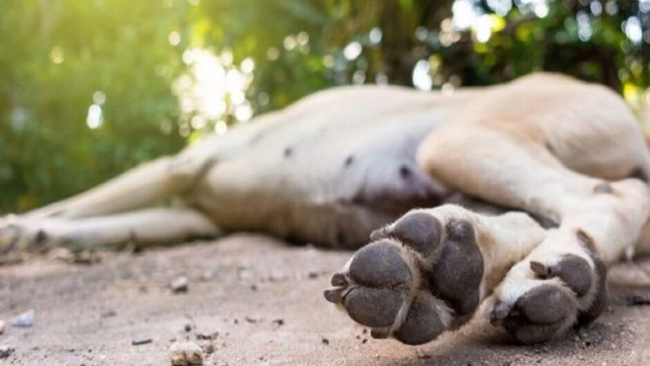 Κιλκίς: Συνελήφθη άνδρας που πυροβόλησε και σκότωσε σκύλο