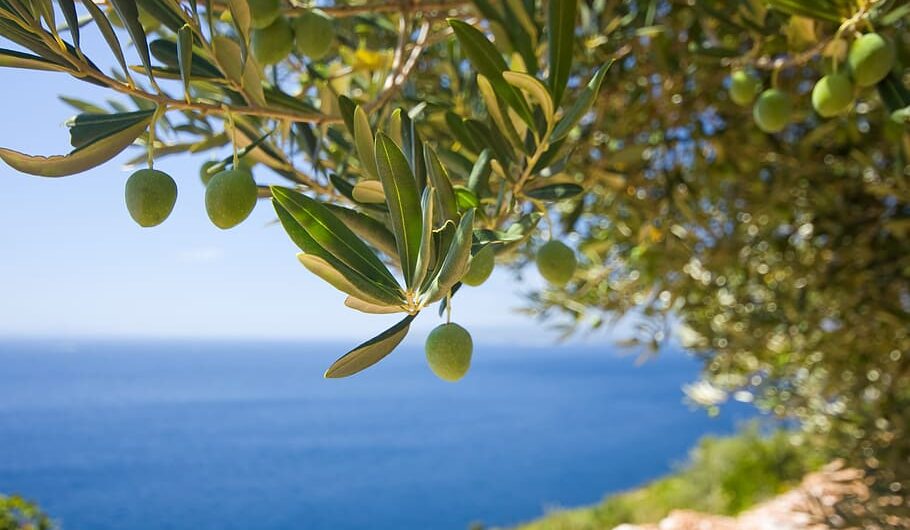 Η αύξηση της θερμοκρασίας απειλεί το πολύτιμο ελληνικό ελαιόλαδο