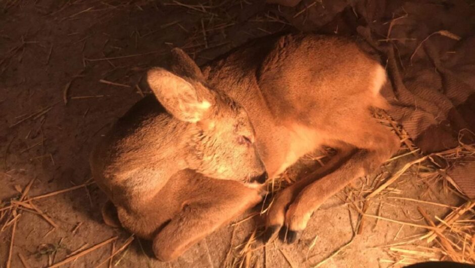Καστοριά: Τραυματισμένο ζαρκάδι διασώθηκε από την Ομάδα Επέμβασης του «Αρκτούρου»