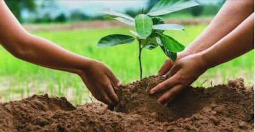 Δενδροκαλλιέργειες: Πώς θα αποζημιωθούν για τις πυρκαγιές