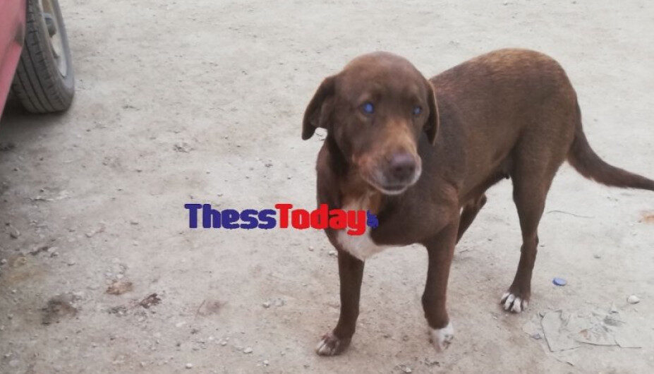 Εκπληκτικό: Τυφλή σκυλίτσα περπατά 10 χλμ. για να βρει τον άνθρωπο που την φροντίζει (βίντεο)