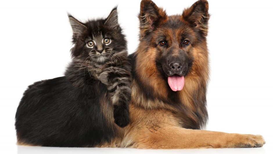 Τι πρέπει να κάνετε στον σκύλο σας μέχρι τον Μάρτιο – Ο νέος νόμος για τους ιδιοκτήτες ζώων συντροφιάς