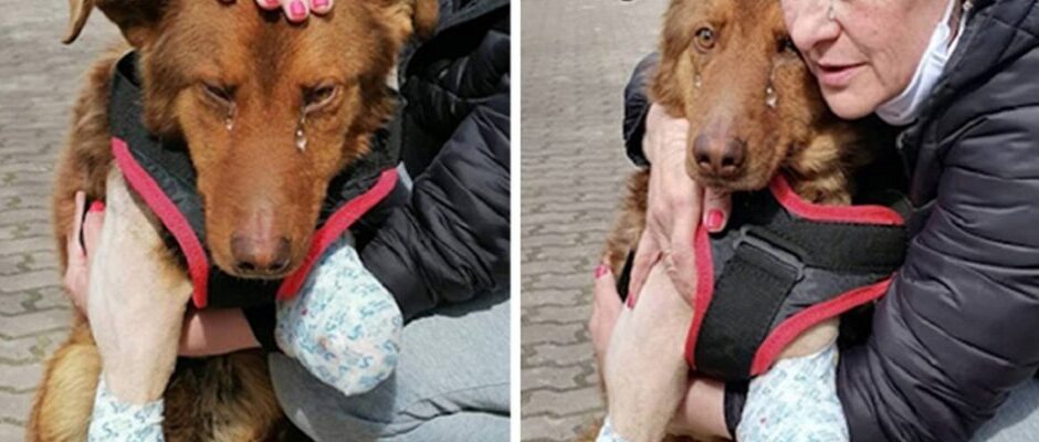 Σκύλος χωρίς μπροστινά πόδια κλαίει όταν νιώθει ότι τον αγαπούν και τον φροντίζουν για πρώτη φορά