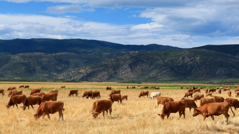 Ύπαιθρος / Χορτάσαν υποσχέσεις οι κτηνοτρόφοι