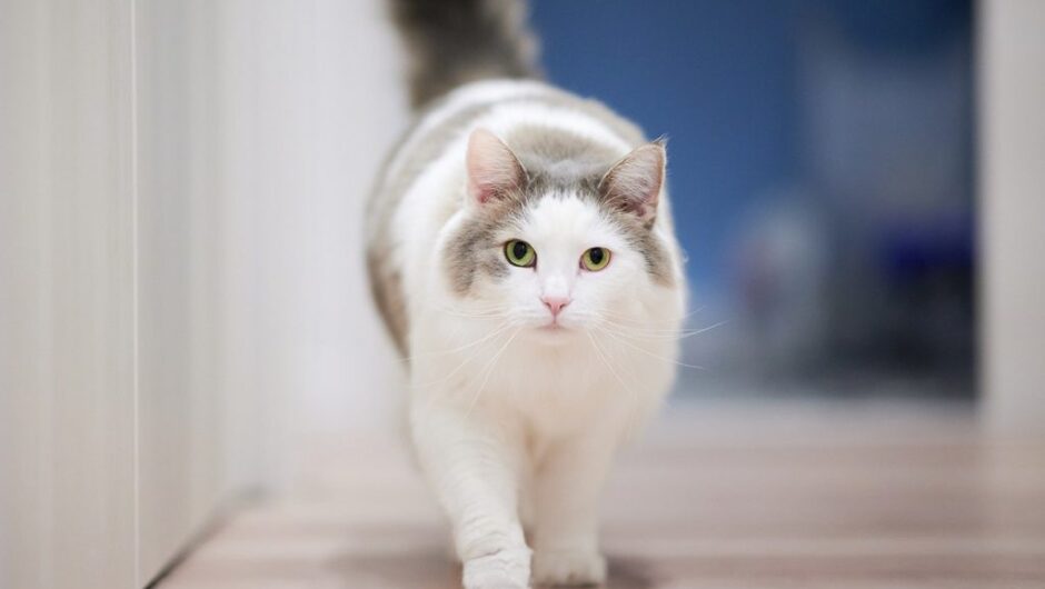 Νότια Κορέα: Οι γάτες ευθύνονται για 107 φωτιές σε σπίτια