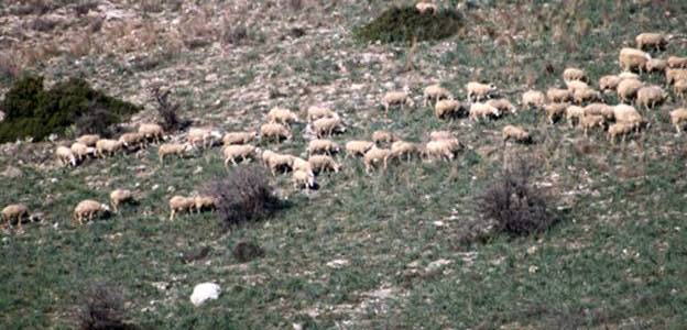 Κτηνοτρόφοι: Τα προβλήματα δεν μπορούν να περιμένουν