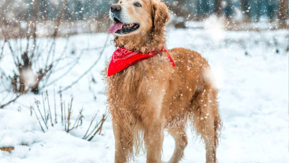 Ρωσία: Δεκάχρονη επέζησε σε χιονοθύελλα στους -11 αγκαλιάζοντας ένα αδέσποτο σκυλί