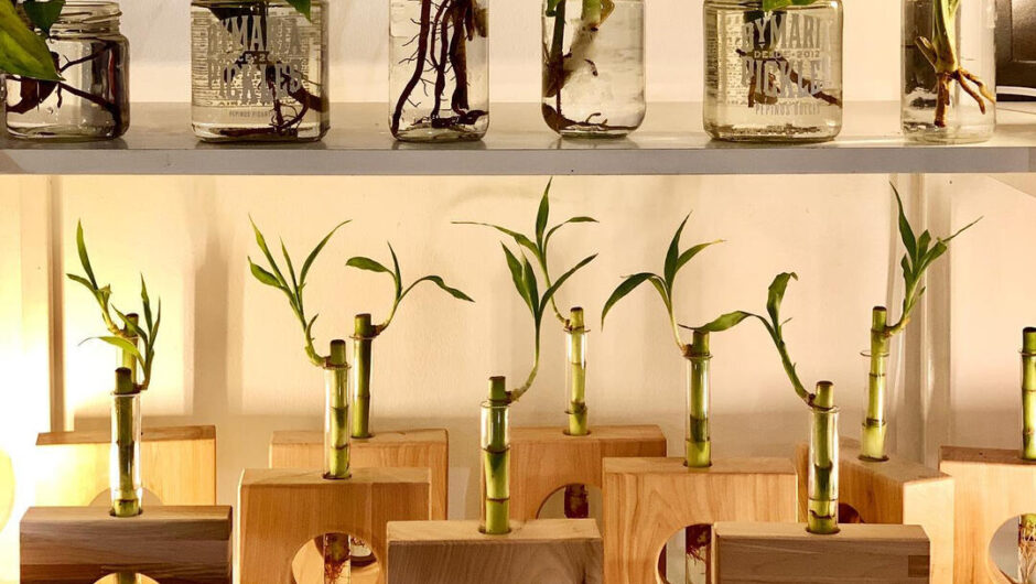 Ένα βάζο και νερό αρκούν! 5 φυτά που μπορείς να φυτέψεις για να ομορφύνεις τον χώρο σου