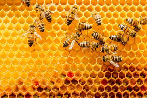 Ποτε δινονουμε πατωμα στα μελισσια-Μοσχος Ντιωνιας