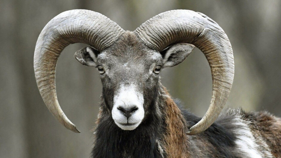 Σοκ στη Μεσσηνία: Πήγε στο χωράφι να ταΐσει τα ζώα και τη «σκότωσε» το κριάρι