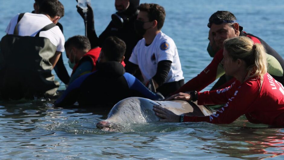 Ζιφιός στον Άλιμο / Επιστροφή στο φυσικό περιβάλλον για την τραυματισμένη φάλαινα