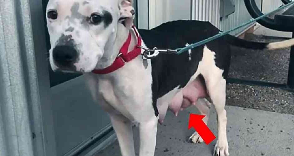 Το PitBull οδηγεί διασώστες στα μικρά της για να τους σώσει από το φοβερό κρύο