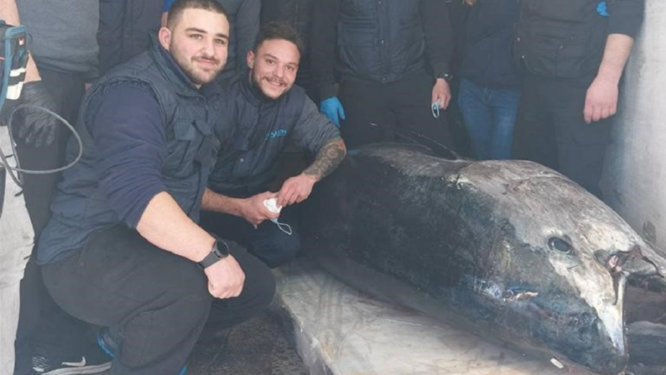 Έπιασαν τόνο 390 κιλών στο Ιόνιο – Το μεγαλύτερο ψάρι που έχει αλιευτεί τα τελευταία χρόνια