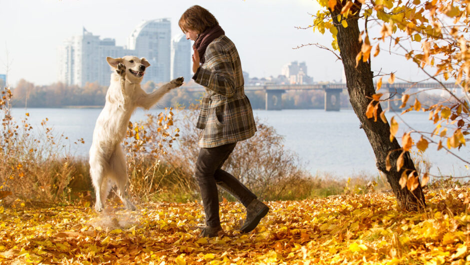 Παίξτε με τον σκύλο – Και δείτε τα προβλήματα συμπεριφοράς του να διορθώνονται