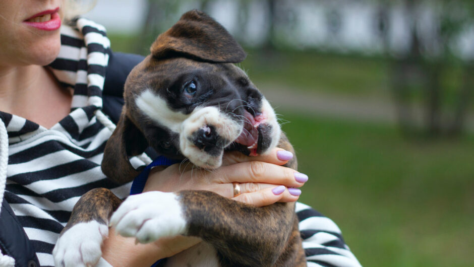 Κουτάβι: Πώς θα του μάθετε να μασάει τα… πάντα εκτός από τα χέρια σας!