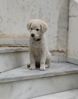 Μικρά – μικρά απο την Λητώ