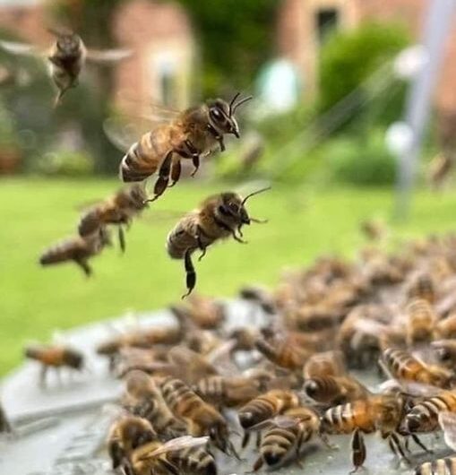 Το κεντρί και τα οφέλη του στην υγεία.