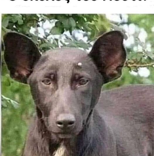 Ο σκύλος του Πούτιν