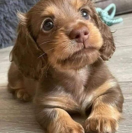 Ξέρετε πώς μυρίζει ένα σκυλί??