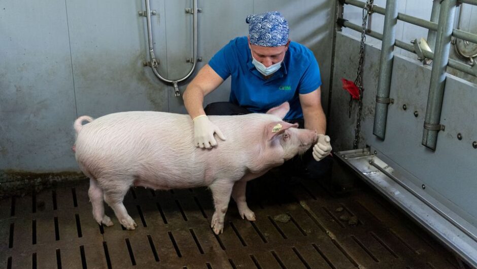 Εργαστήριο εκτροφής χοίρων θα παράγει μοσχεύματα καρδιάς για ανθρώπους