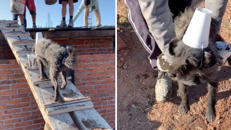 Σκύλος «δουλεύει» σε εργοτάξιο κουβαλώντας τσιμέντο για εργάτες σε μικρά κύπελλα