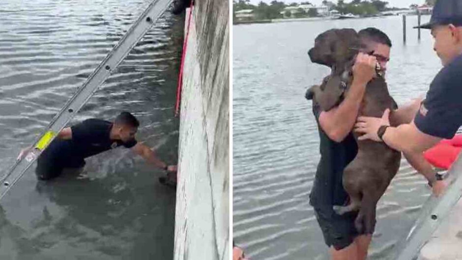 Ο πυροσβέστης κατέβηκε, ενθάρρυνε ένα pitbull να βγει έξω και το πήρε στους ώμους του αφού έπεσε σε έναν κόλπο. Είσαι ασφαλής