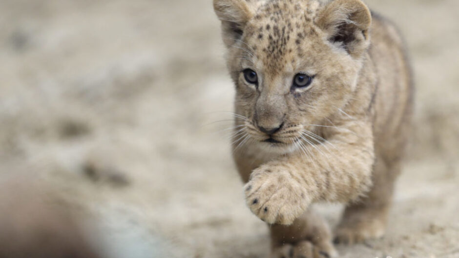 Μαυροβούνιο: Μωρό λιονταράκι κυκλοφορεί στο δάσος