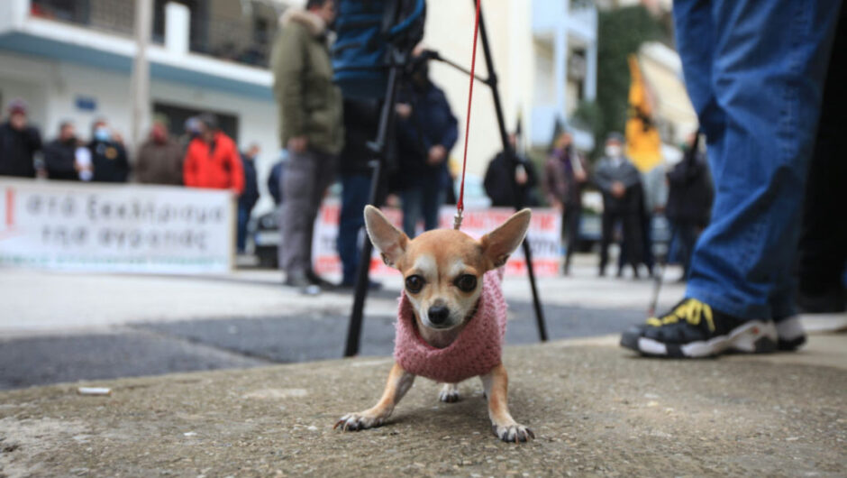Συμπαράσταση στους αγρότες απο την ..μπέμπα