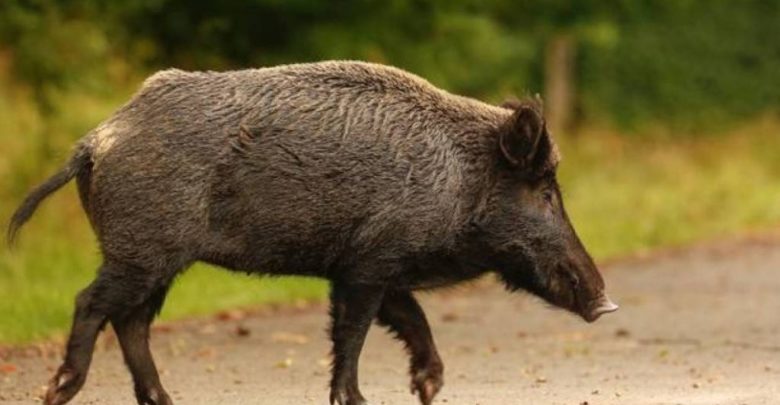 “Θρίλερ για γυναίκα οδηγό με τα παιδιά της – Ήρθε αντιμέτωπη με αγριογούρουνο στον δρόμο Ελασσόνας – Κοζάνης: «Μας έγινε εφιάλτης…»