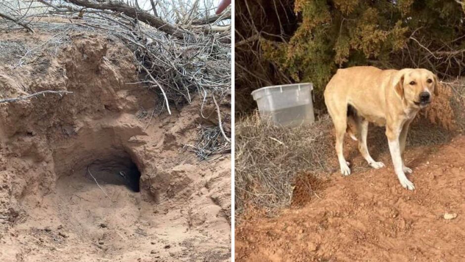 Το ένστικτο της μητέρας: Έσκαψε μια σήραγγα 6 μέτρων για να ζεστάνει τα μωρά της