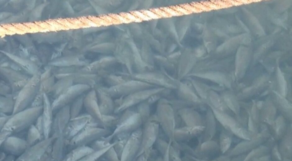 Κόρινθος: Γέμισε νεκρά ψάρια το λιμάνι της πόλης(βίντεο)