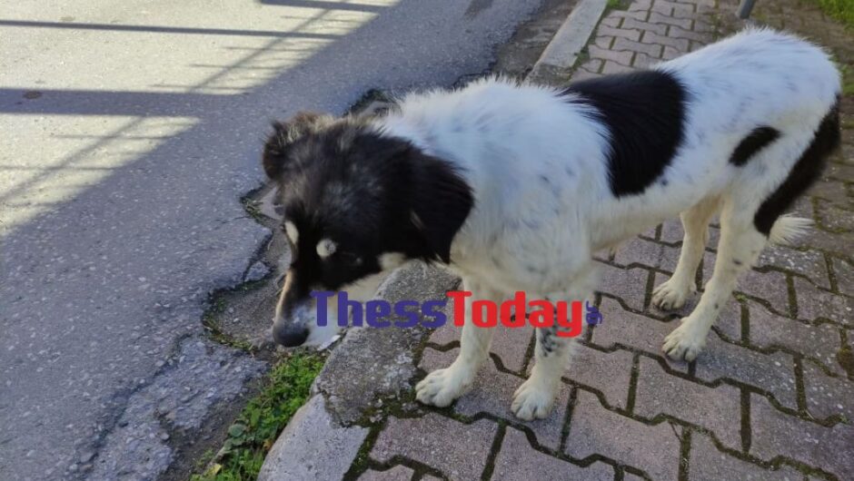 Θεσσαλονίκη: Συγκινεί ο σκύλος της οικογένειας που κάηκε – Σώθηκε επειδή ήταν στην αυλή