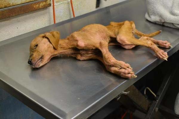 Αδυνατισμένο κουτάβι επιζεί από θαύμα και σώζει ένα αγόρι με αυτισμό από την άβυσσο του