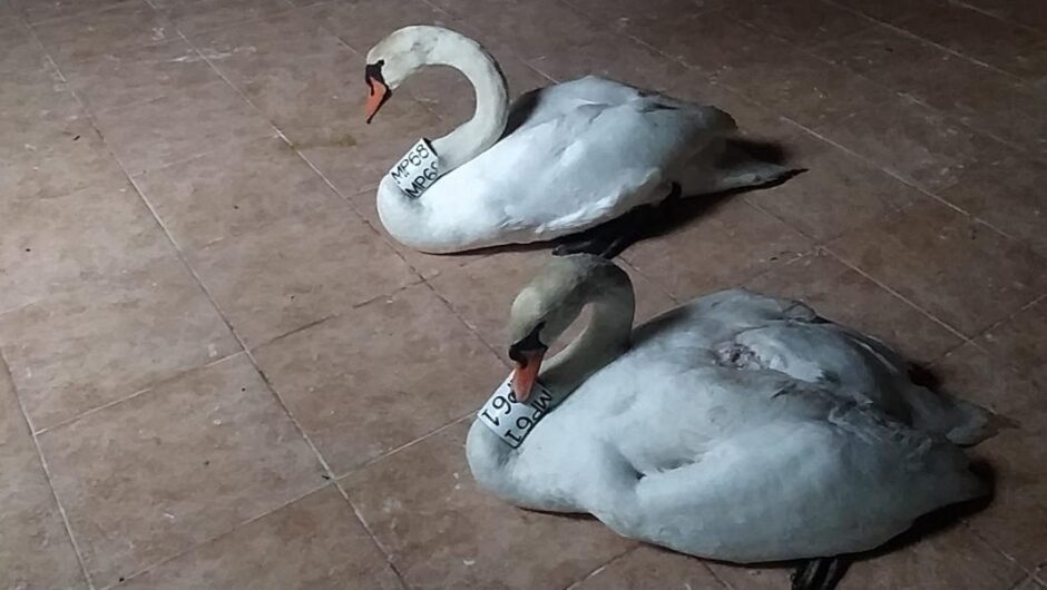 Καστοριά / Η συγκινητική ιστορία δυο ερωτευμένων κύκνων (photos)