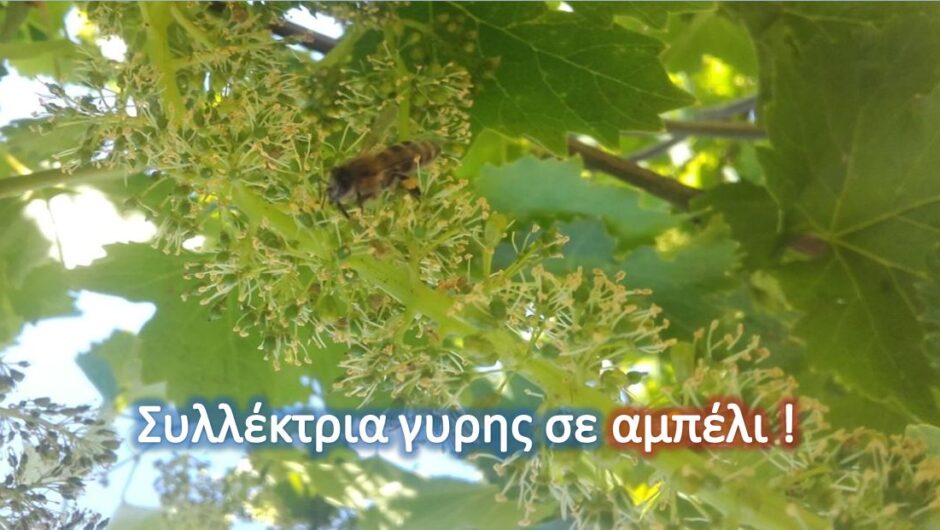 Ο χορός των μελισσών